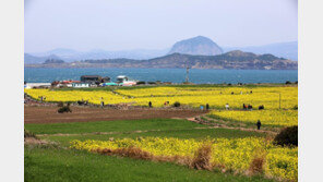 코로나 속 급부상한 제주도…지난해 여행객 82%, 다시 찾았다