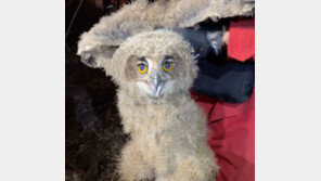 엄마 잃은 천연기념물 수리부엉이…봉화산불 현장에서 구조