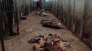 러군, 동물보호소 개 300마리 굶겨 죽여…“사체 먹으며 버티기도”