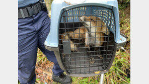“겁 없는 여우”…美 의회서 현역 의원 다리 물었다가 체포