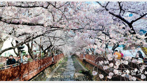 활짝 핀 진해 벚꽃길