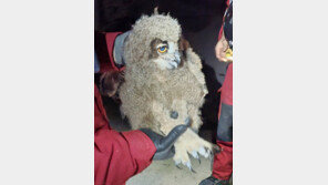 봉화 산불 현장서 수리부엉이 새끼 구조