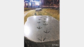 [고양이 눈]까치 발자국?