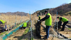 [포토]농협경제지주 경제기획본부, 영농철 농촌 일손돕기 나서