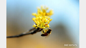 그 많던 꿀벌 어디로 갔나 했더니…올겨울 78억 마리 폐사