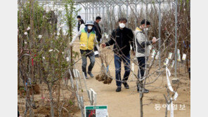 식목철 맞아 활기 띠는 묘목시장