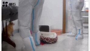 동물에게 전염된다…상하이 당국 애완동물 다 때려죽여