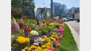 “봄이 오나 봄!” 서울 중심 가봐야 할 봄꽃길 7선