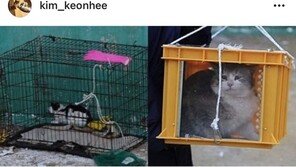 김건희 “고양이 학대범 강력 처벌해주세요”…인스타 삼매경