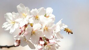 서울은 지금 ‘벚꽃 천국’[청계천 옆 사진관]