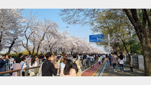 벚꽃길 맛집에 대기인원 100명 ‘북적’…봄과 함께 ‘위드코로나’ 시동