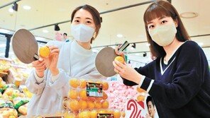 탁구공 크기 제주 진지향… “당도 높아요”