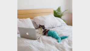 “인어 고양이”…하반신 마비된 반려묘에게 새 삶 선물한 주인