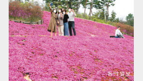 순창군 ‘쉴랜드’ 꽃잔디 정원의 봄날