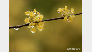 오후부터 중부지방 비소식…초여름 날씨 계속
