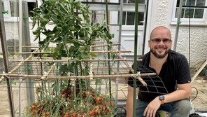 “한 줄기에 토마토 1269개”…세계 기록 경신한 英 정원사