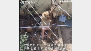 나무에 메달린 채 의자에 두 발로 선 대형견…‘학대 논란’