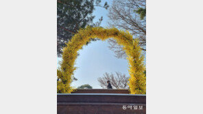 [고양이 눈]개나리꽃 문