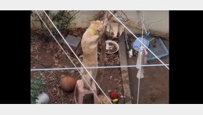 “나무에 목줄 묶고 매달아”…리트리버 학대 논란