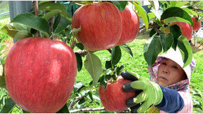 온난화로 미래 과일 지도 바뀐다…50년 뒤 사과·배 강원에서만 수확