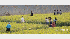 유채꽃밭에서 즐기는 ‘봄날의 추억’