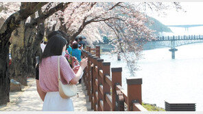안동 벚꽃길 찾은 관광객들