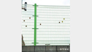 [고양이 눈]공들의 노래