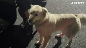 나무에 목줄 묶인 채 학대 당한 리트리버, 구조됐다(영상)