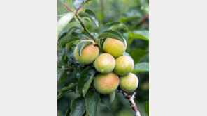 ‘매실 1㎏이 6만원’ 터키의 살인적 인플레이션 ‘세계최악’