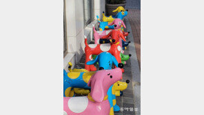 [고양이 눈]외출 나온 강아지들