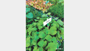 [고양이 눈]취나물 키워 볼까?