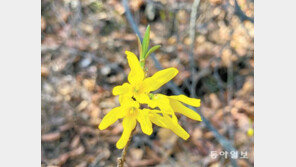 한반도에만 있는 ‘산개나리’, 복원 10년 만에 유전 다양성 4.8배 