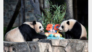 美-中 갈등 격화에… 빛바랜 ‘판다외교’ 50주년 