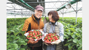 전국에서 사랑받는 ‘명품 산청딸기’