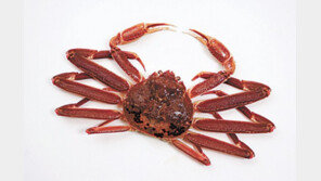 임금님 수라상에 오르던 ‘영덕대게’… 품질 관리에 만전