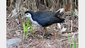 희귀종 흰배뜸부기 대구 두류공원서 발견