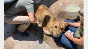 생후 6개월 사자, 송곳니·발톱 뽑힌 채 멕시코 한복판서 구조
