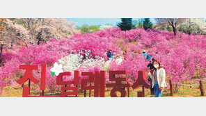 분홍색으로 물든 원미산진달래동산