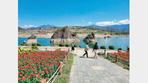 단양 도담삼봉 튤립 만개