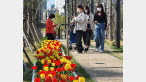 만개한 튤립 ‘꽃길’ 걷는 시민들