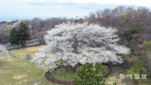 왕벚나무 고향은 한라산인데… 난데없는 개명에 상처난 자부심
