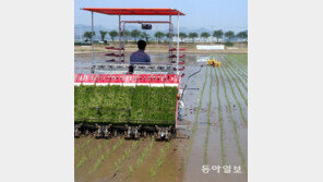 풍년을 기대하며… 부산 첫 모내기