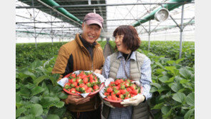 연 1100억 농가소득 이끈 ‘효자’…산청군, 산청딸기 명품화 사업 추진