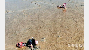 제철 맞은 낙지 잡이