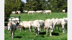 올해 첫 나들이 나온 조랑말