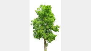 “기후재난 막는 나무 심기, 1억 명 동참 이끄는 게 목표”