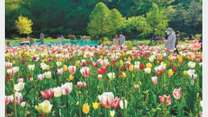 튤립 배경으로 ‘찰칵’