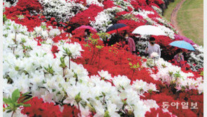 철쭉이 만든 ‘꽃대궐’