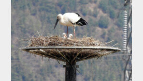 예산군 ‘황새 고장’서 새끼 2마리 태어나