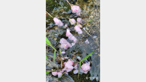 [고양이 눈]마지막 인사